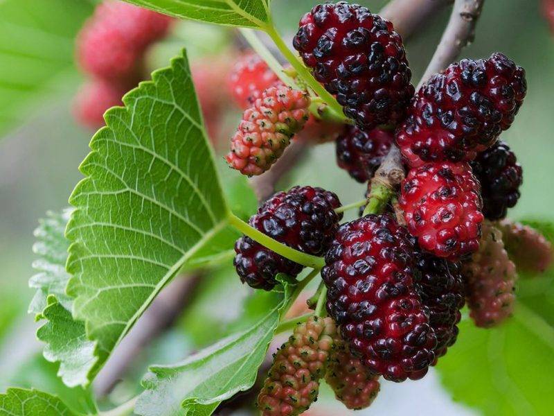 Шелковица купить саженцы из питомнике в Клине