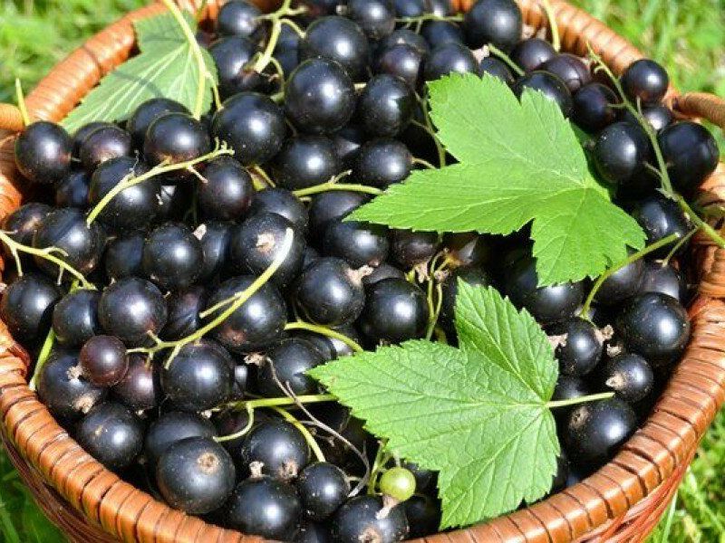 Смородина купить саженцы из питомника в Клине