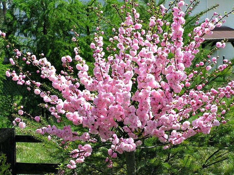 Миндаль купить саженцы из питомника в Клине