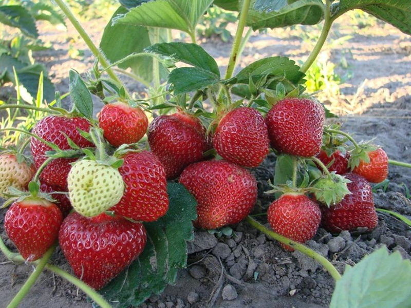 Клубника купить саженцы из питомника в Клине