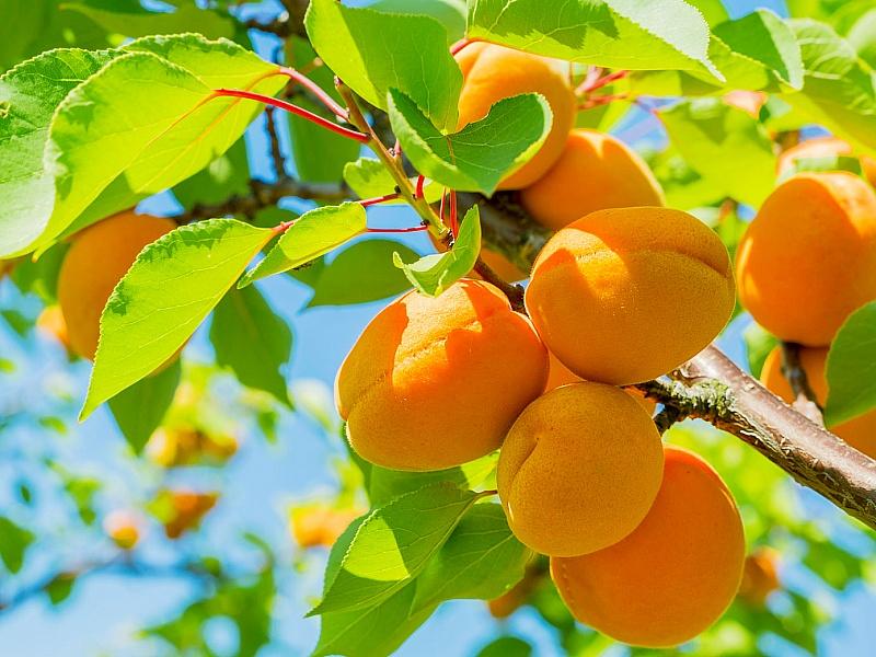 Абрикос купить саженцы из питомнике в Клине