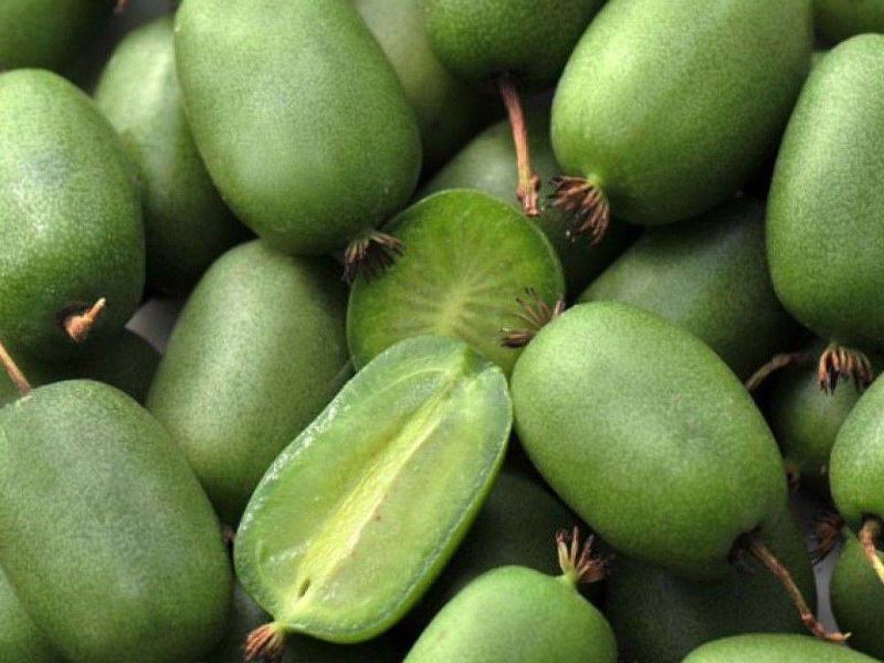 Актинидия купить саженцы из питомнике в Клине