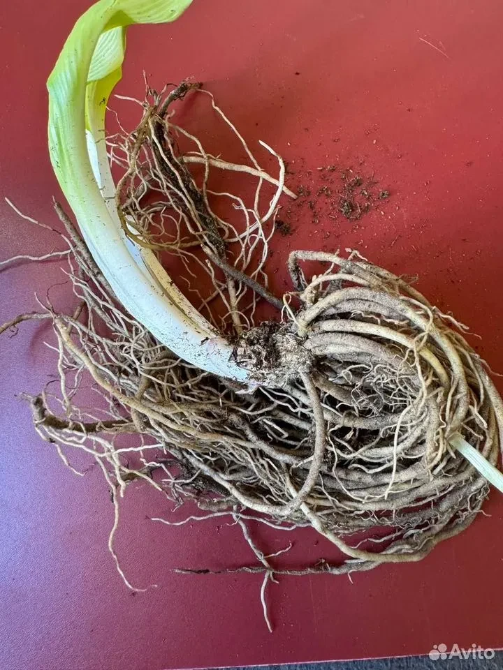 Хоста "ПАТРИОТ"