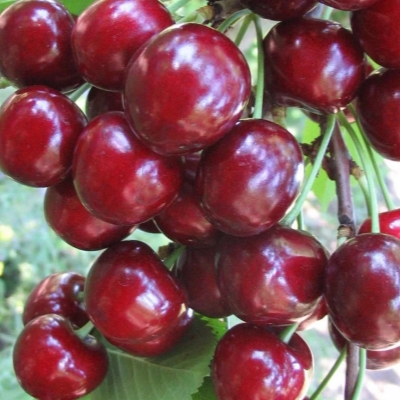 Черешня "ТЮТЧЕВКА"